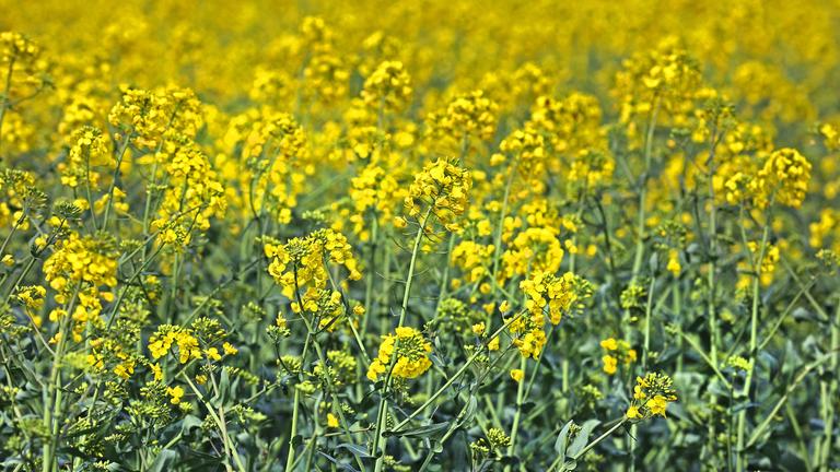 Blühende Rapsfelder in landwirtschaftlich geprägten Regionen des Ruhrgebietes (Nordrhein-Westfalen