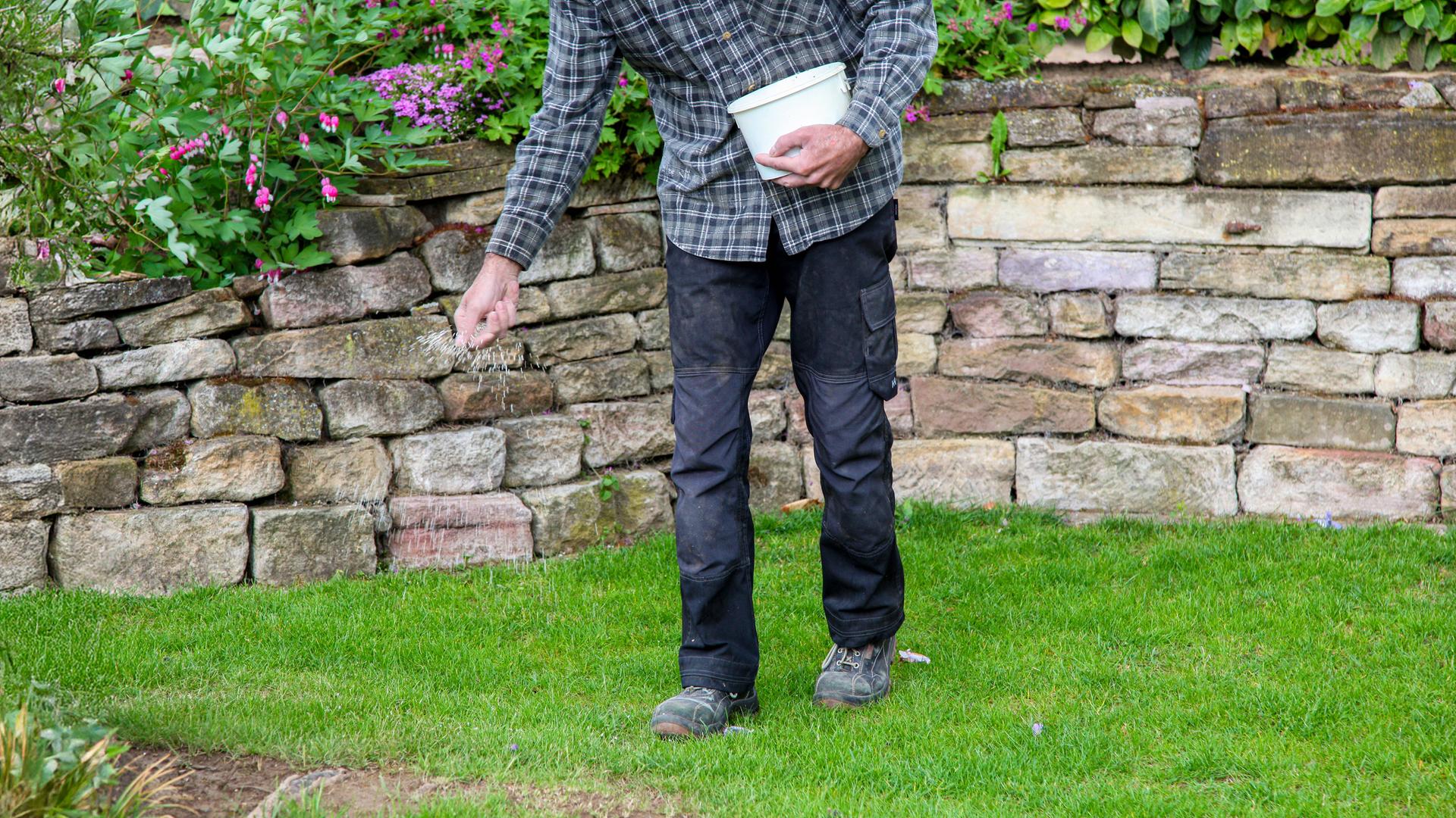 Ein Mann im Garten hält einen Eimer mit Düngemittel, das er auf den Rasen streut. 