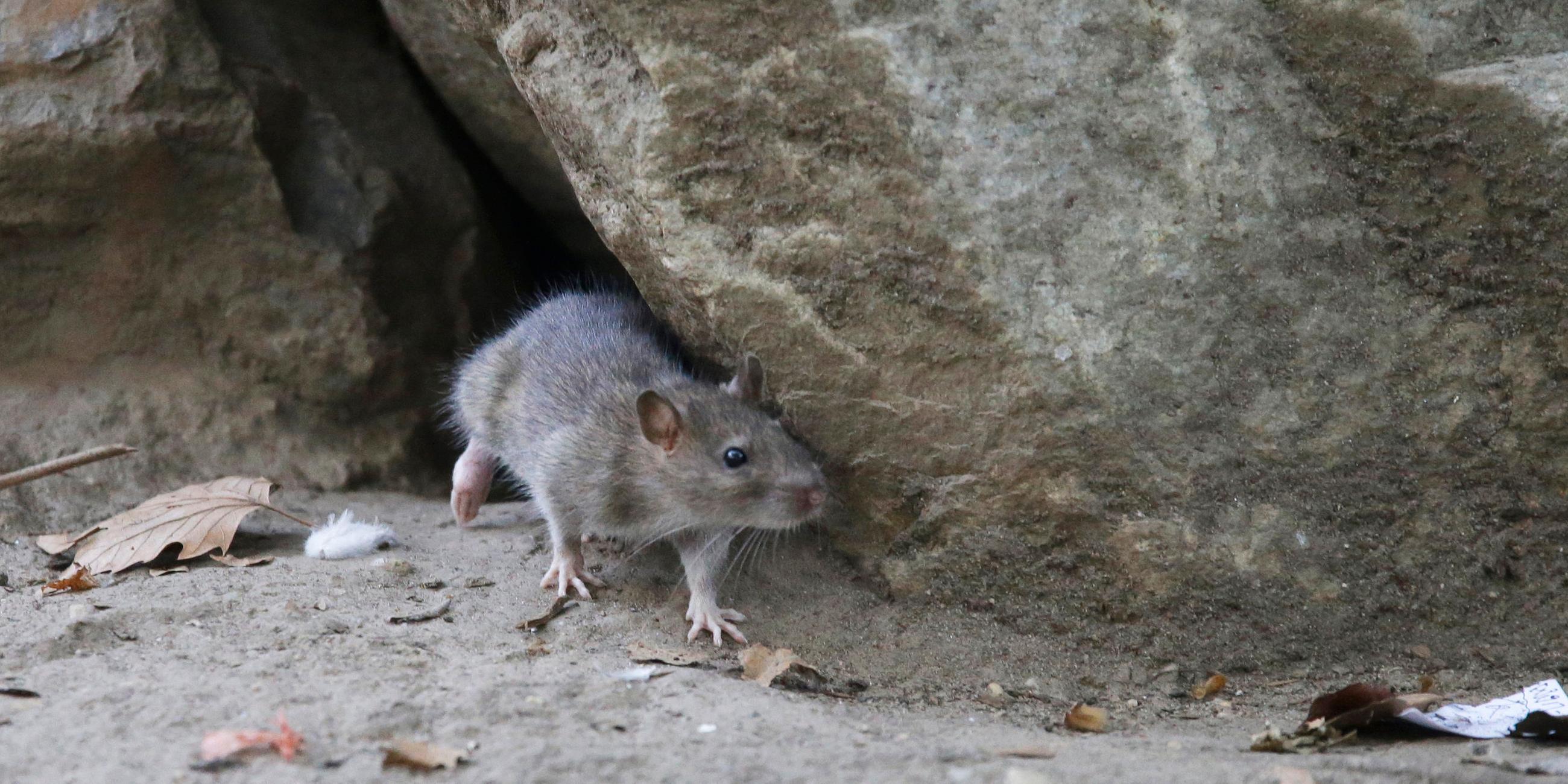 Ratte
