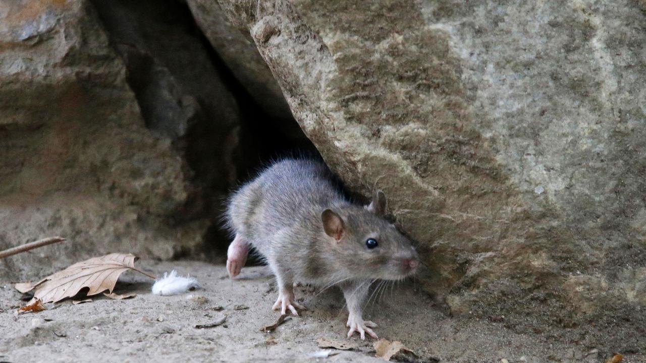 Rattenplage in der Stadt: Warum die Ratten-Population wächst