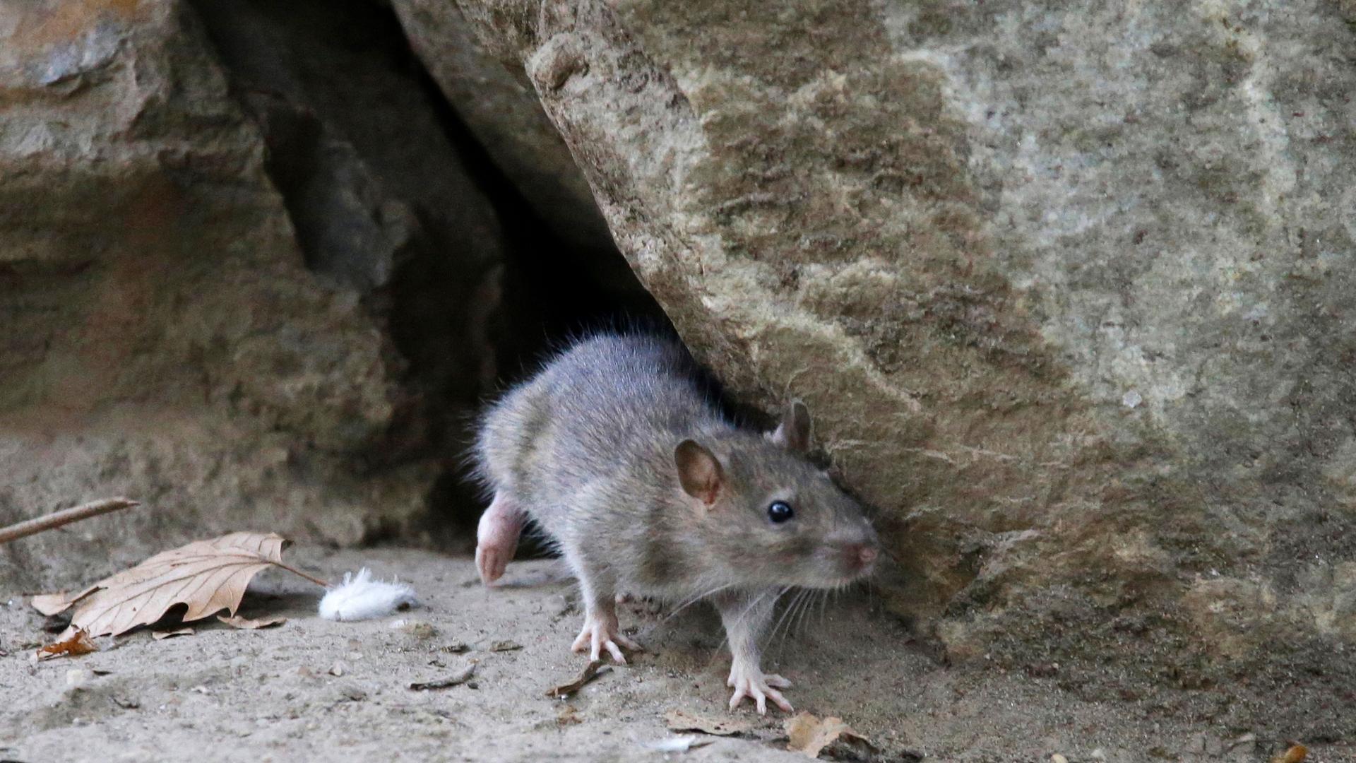 Eine Ratte kommt aus einer Felsspalte hervor.