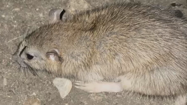 Auf dem Bild zu sehen ist: eine Ratte in einer Nahaufnahme 