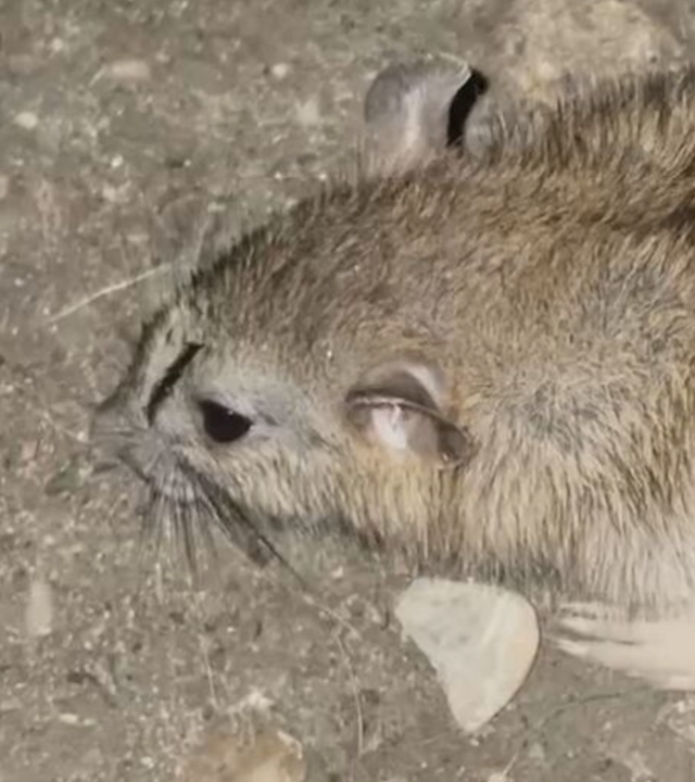 Auf dem Bild zu sehen ist: eine Ratte in einer Nahaufnahme 