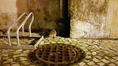 Eine Ratte sitzt vor einer Hauswand.