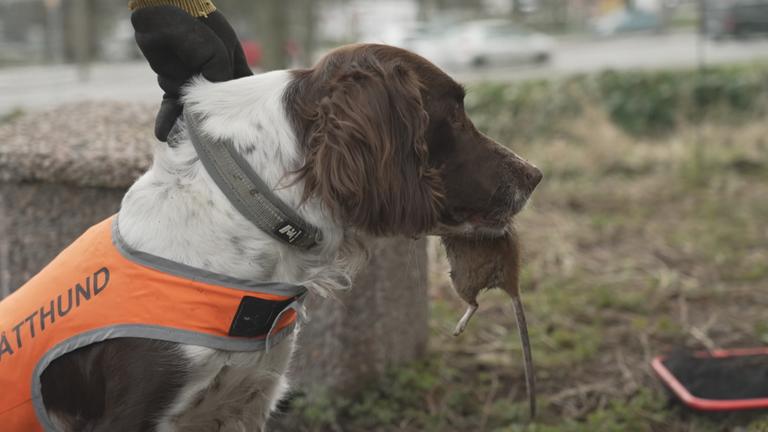 Rattenfängerinnen in Malmö