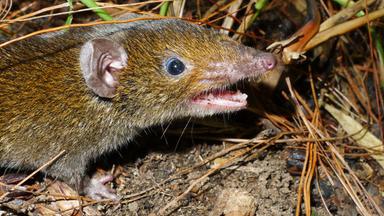 Ein kleiner Rattenigel (Hylomys macarong) mit weichem Fell und scharfen Reißzähnen.