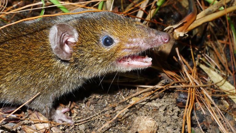 Ein kleiner Rattenigel (Hylomys macarong) mit weichem Fell und scharfen Reißzähnen.