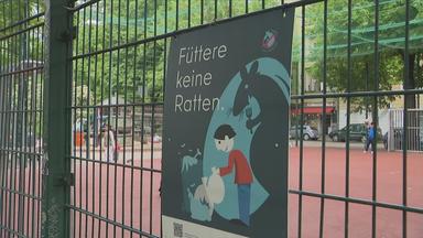 Rattenplage in Berlin
