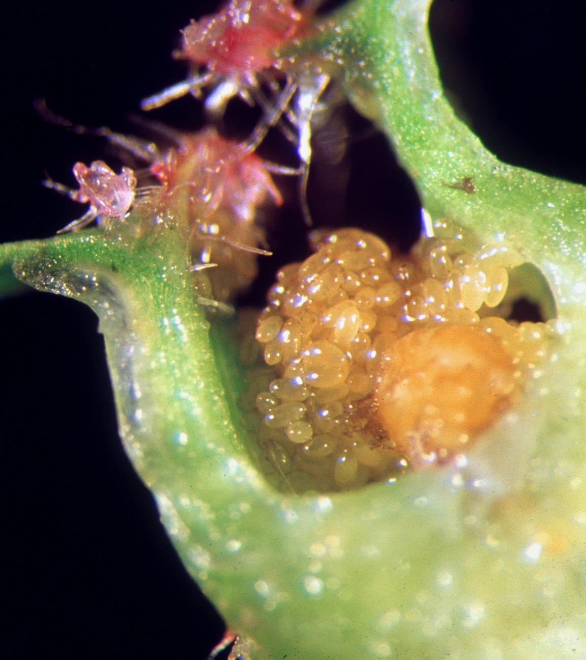 Mikroskopaufnahme einer Reblaus bei der Eiablage auf einer Pflanze.