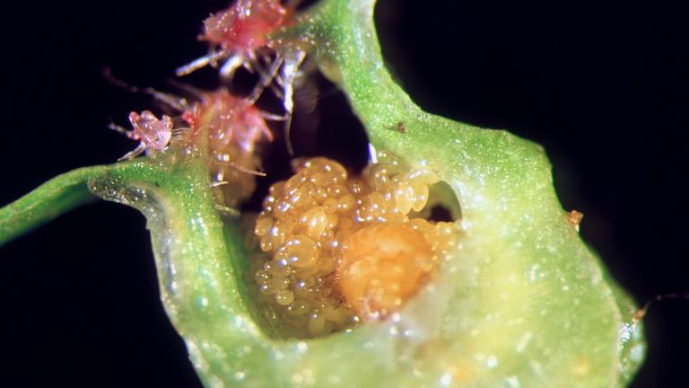 Mikroskopaufnahme einer Reblaus bei der Eiablage auf einer Pflanze.