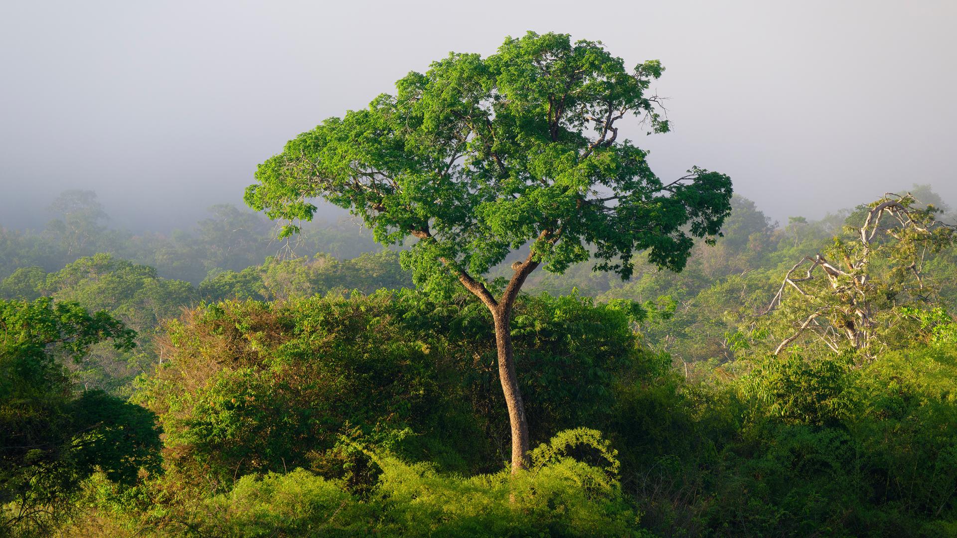 Morgendlicher Nebel über dem Amana-Fluss, einem Nebenfluss des Amazonas im Bundesstaat Amazonas, Brasilien, Südamerika.