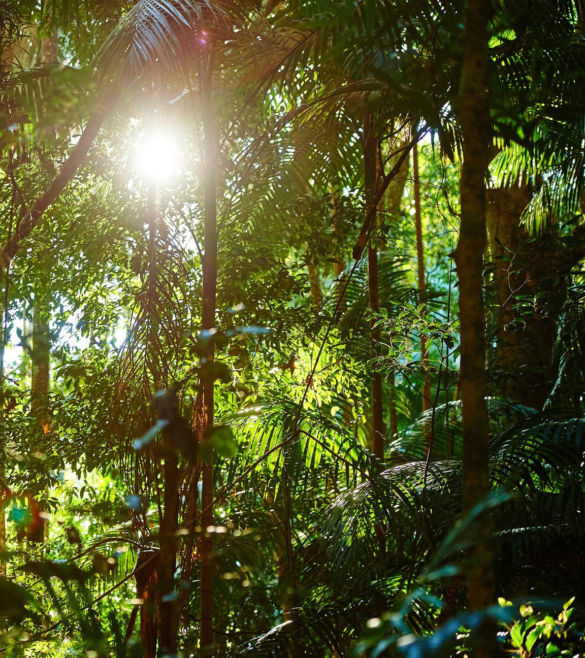 Sonnenschein im Regenwald