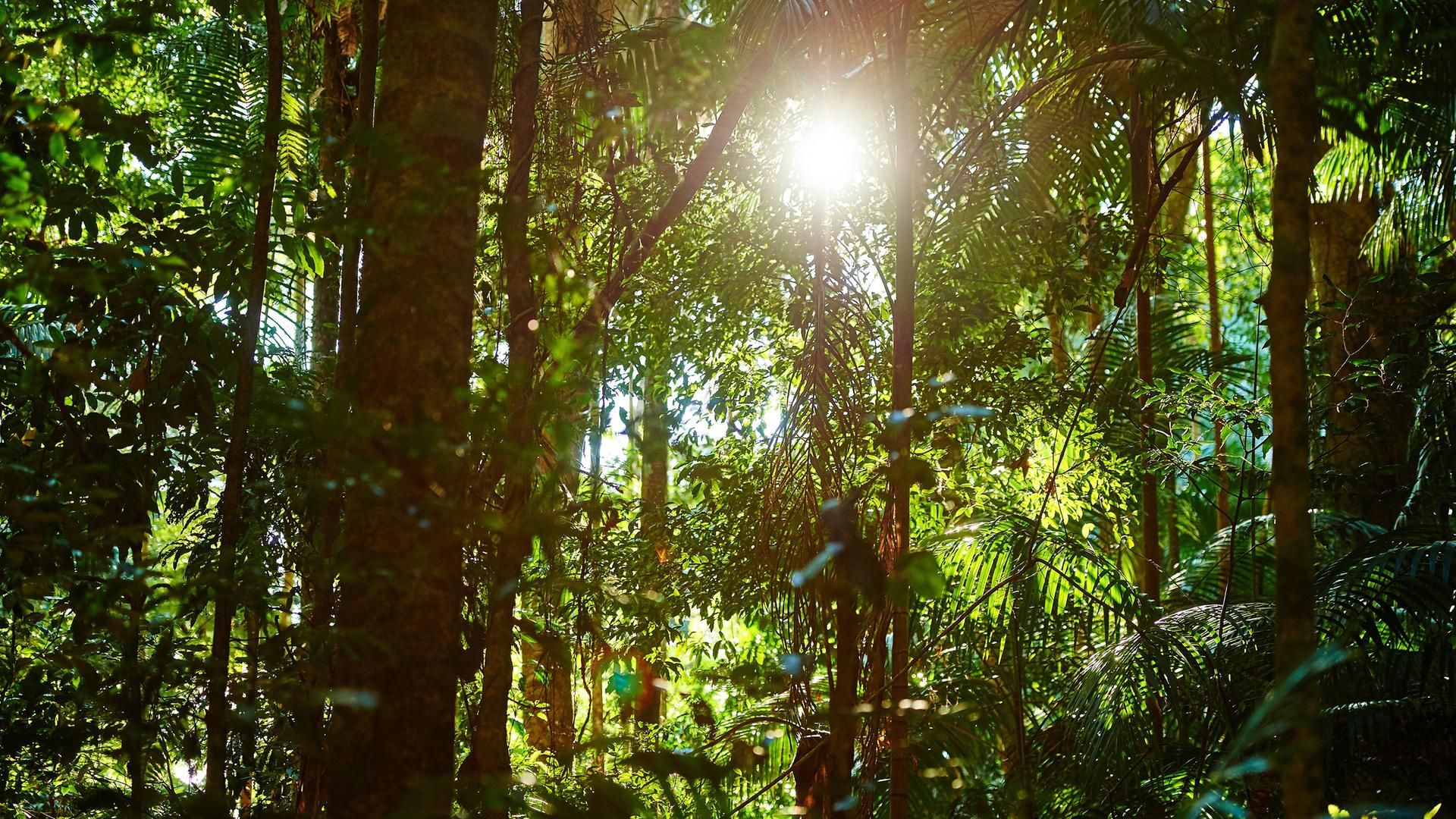 Sonnenschein im Regenwald