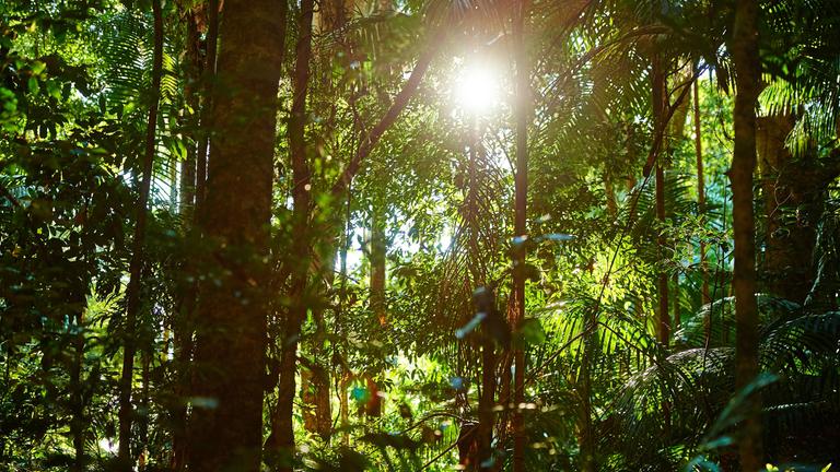 Sonnenschein im Regenwald