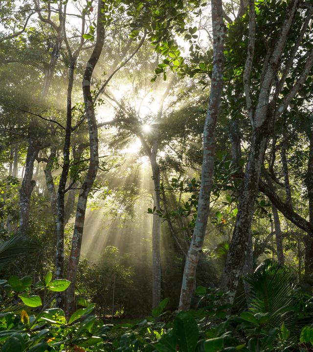 Bäume im Regenwald in Costa Rica, durch die Bäume scheint die Sonne