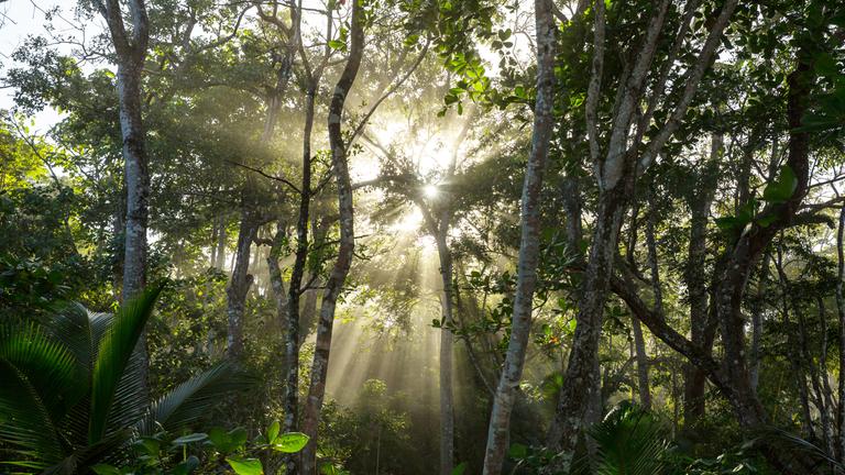 Bäume im Regenwald in Costa Rica, durch die Bäume scheint die Sonne
