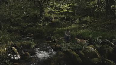 Ein dicht bewachsener Wald mit einem kleinen Fluss. Auf einem der Steine am Flussufer sitzt ein Mann mit seinem Hund. 