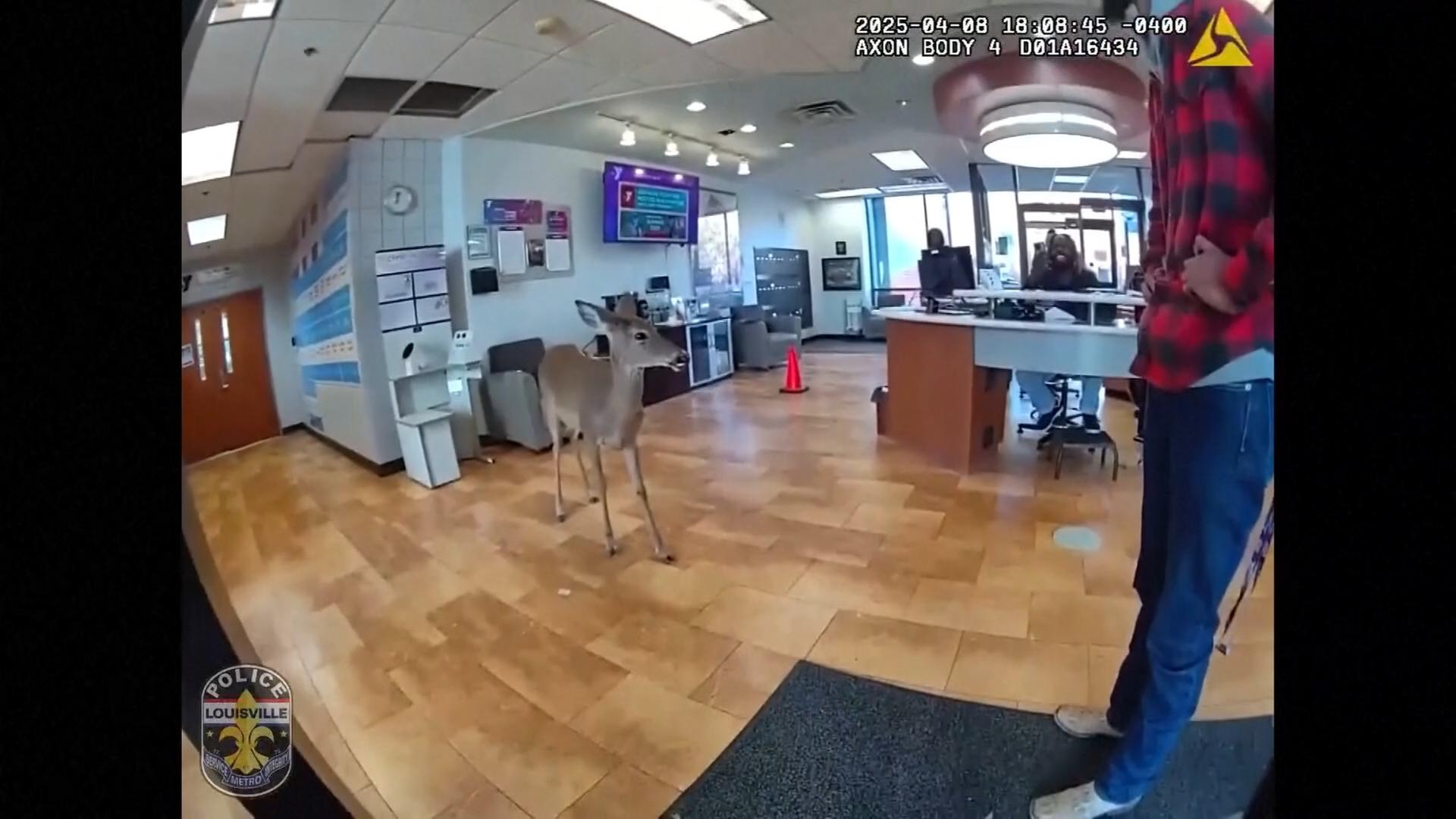 Reh steht in Foyer