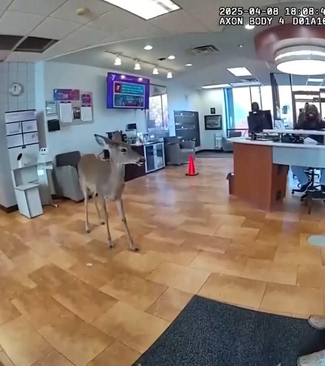 Reh steht in Foyer