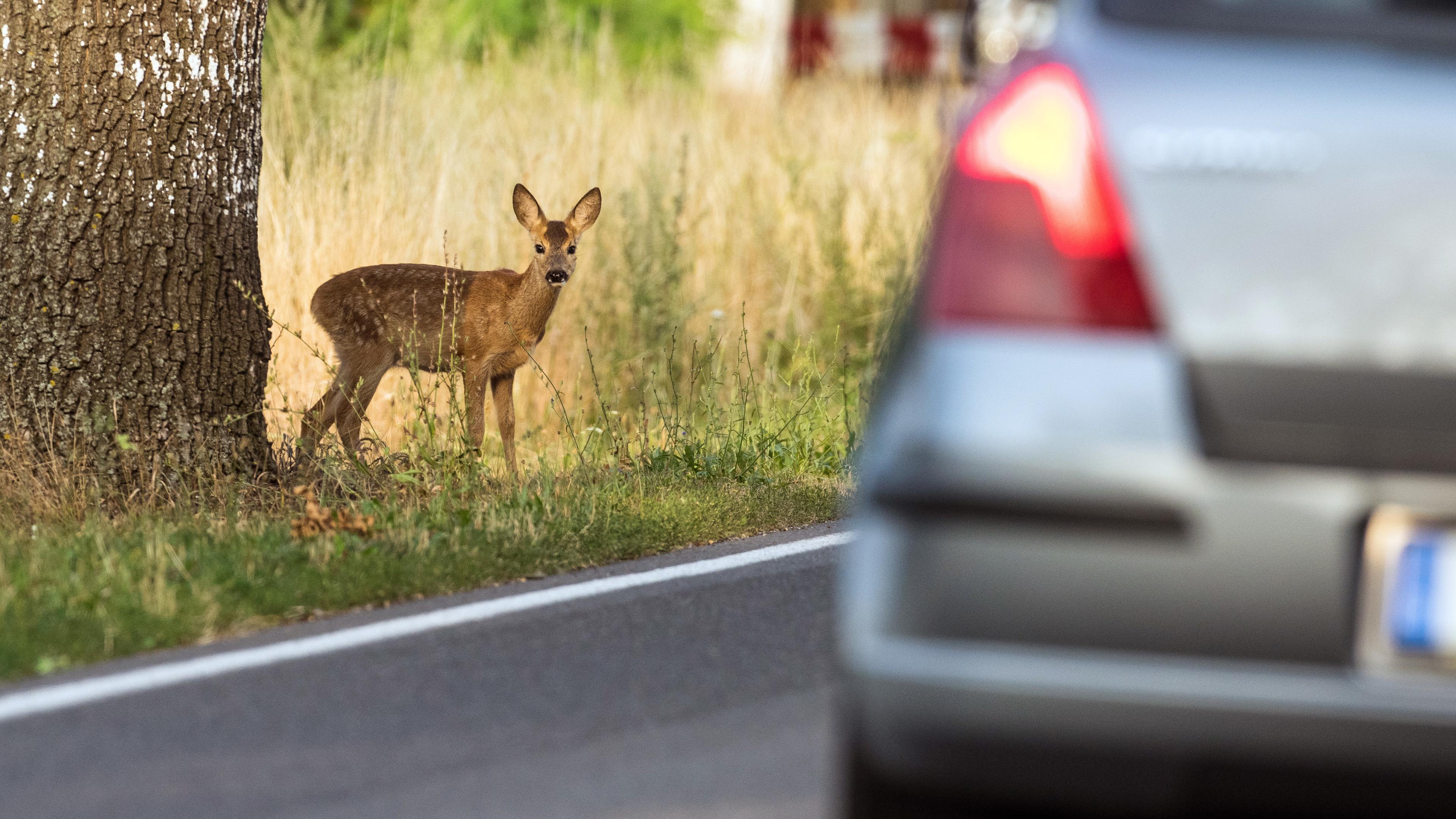Reh neben einer Landstraße und ein Auto