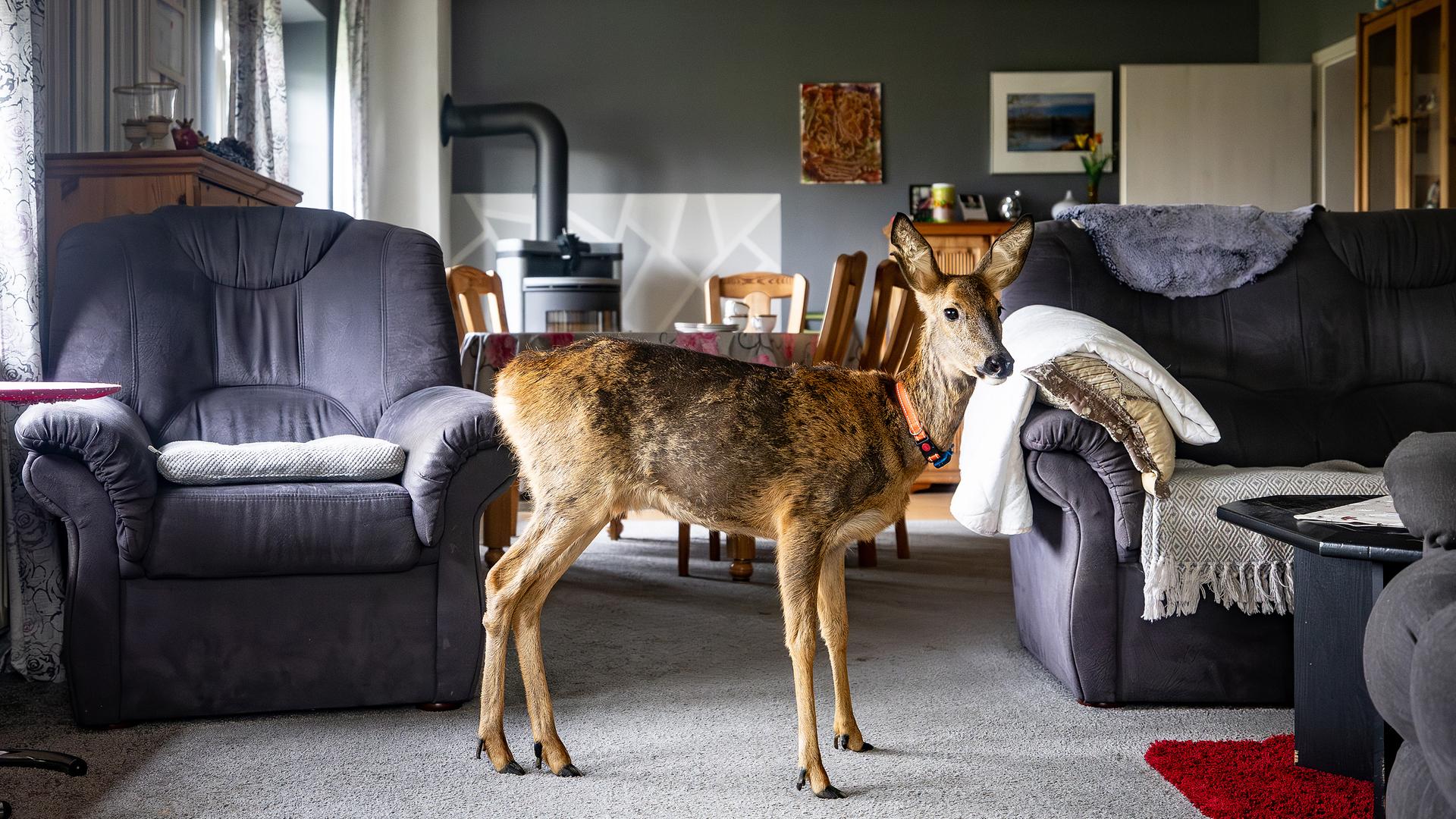 Das zwei Jahre alte Reh "Timmy" steht im Wohnzimmer des Hauses, in dem es aufgezogen wurde, aufgenommen am 23.10.2024