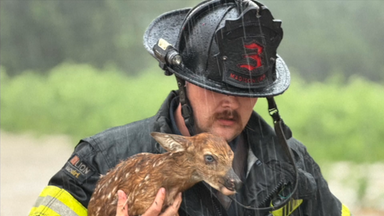 Ein Feuerwehrmann des Madison Fire Department trägt ein kleines nasses Rehkitz. 