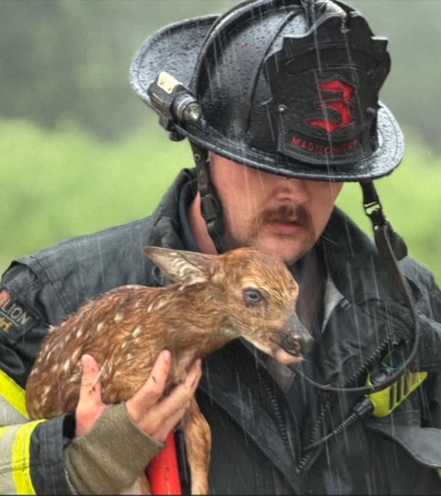 Ein Feuerwehrmann des Madison Fire Department trägt ein kleines nasses Rehkitz. 