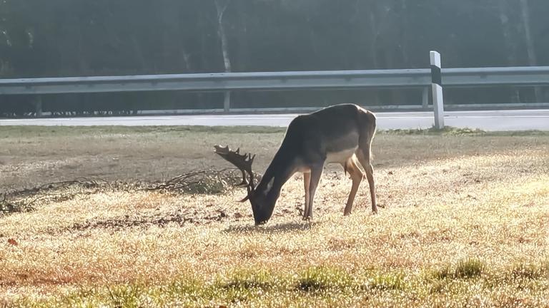 Hirsch Rehné sorgt für Trubel an der Autobahn