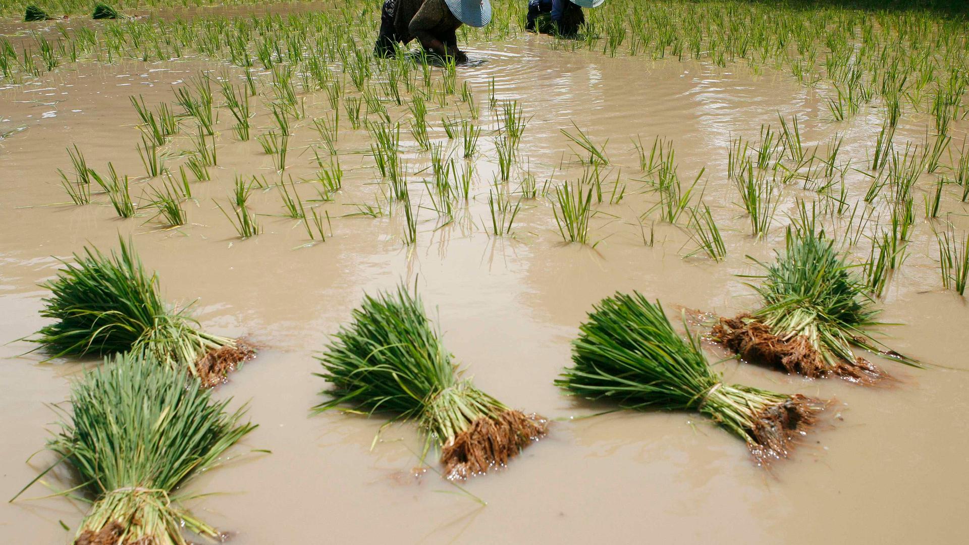 Archiv: Reisanbau in Thailand am 4.5.2008