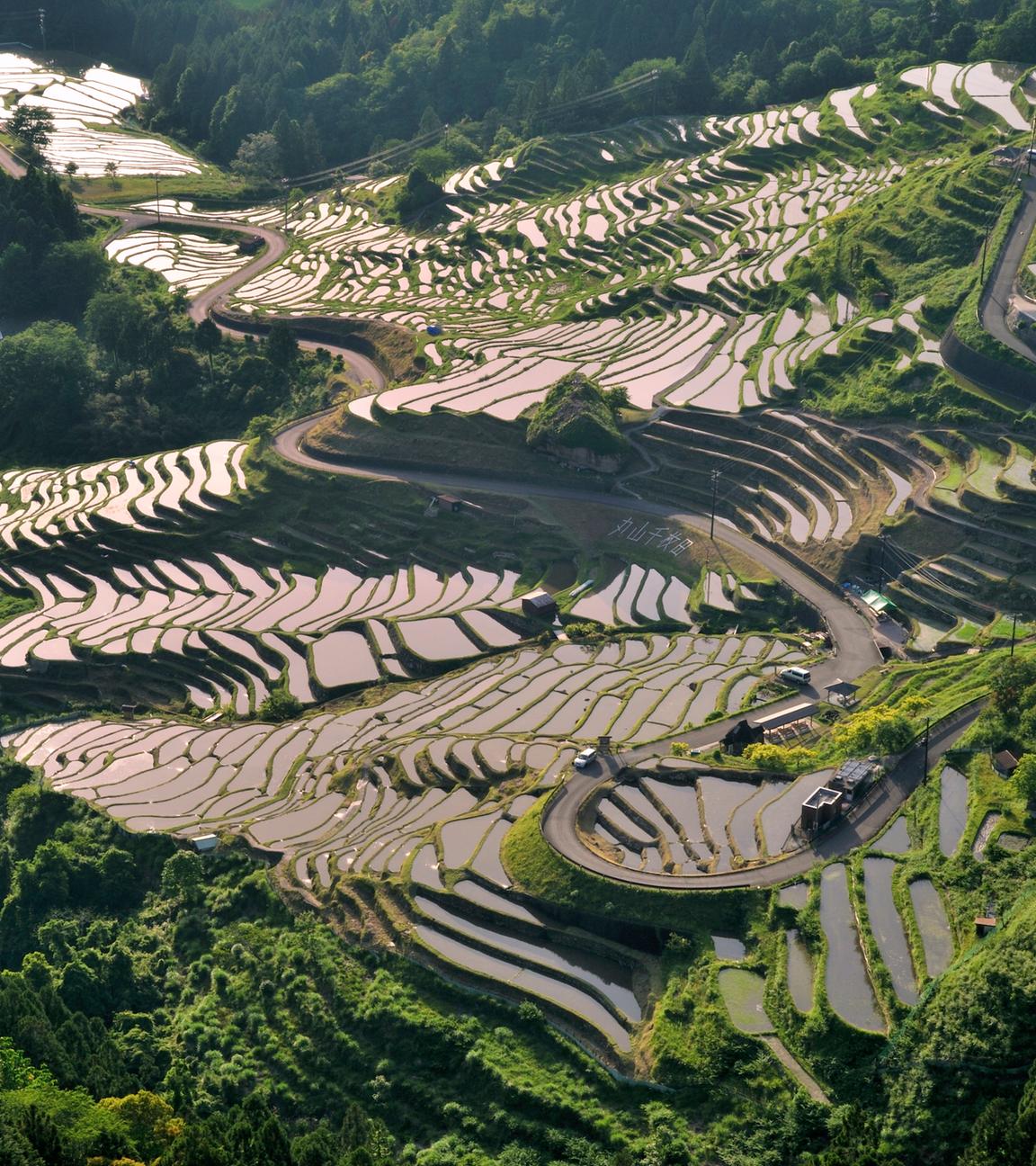 Reisterrassen in Japan