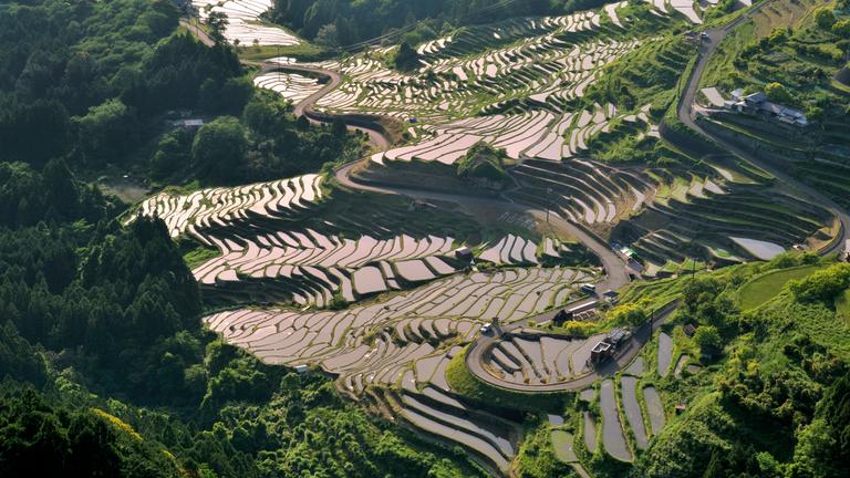 Reisterrassen in Japan
