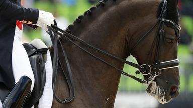 Reiten - Dressur - typical