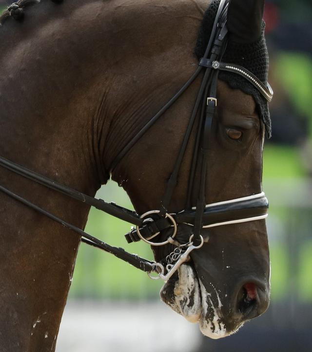 Reiten - Dressur - typical