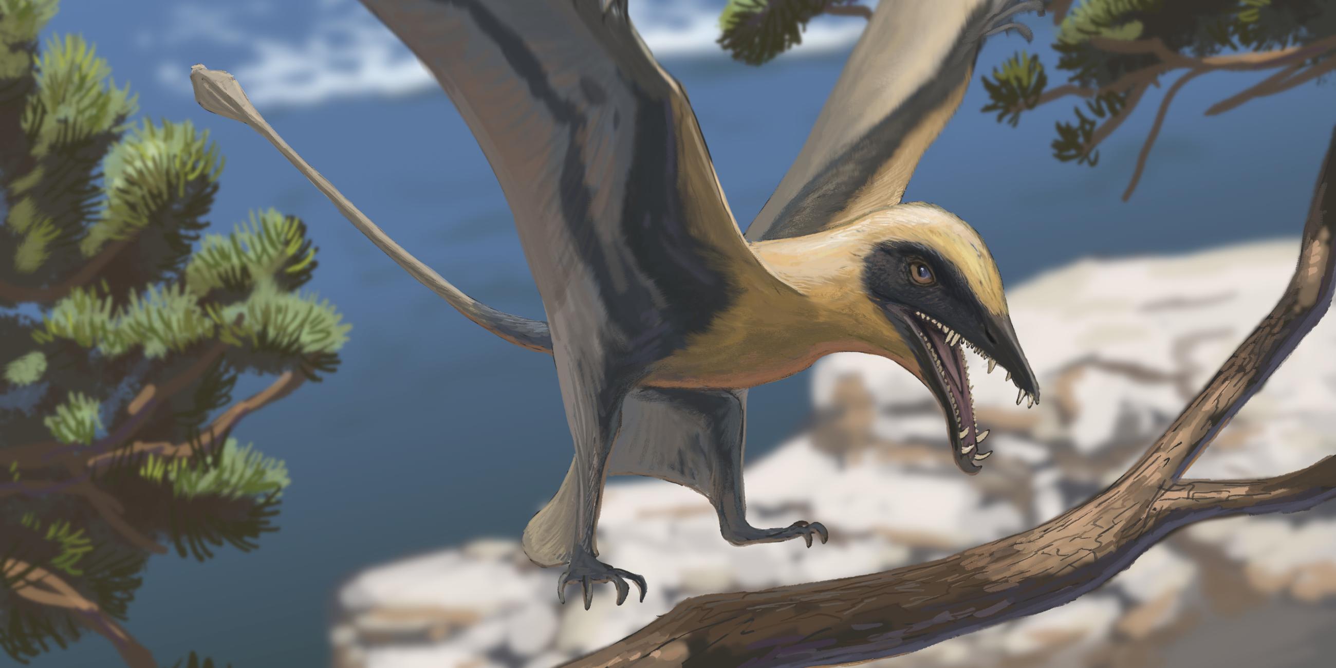 Rheinland-Pfalz, Bollendorf: Die Rekonstruktion zeigt, wie der Flugsaurier Eudimorphodon ausgesehen haben könnte.