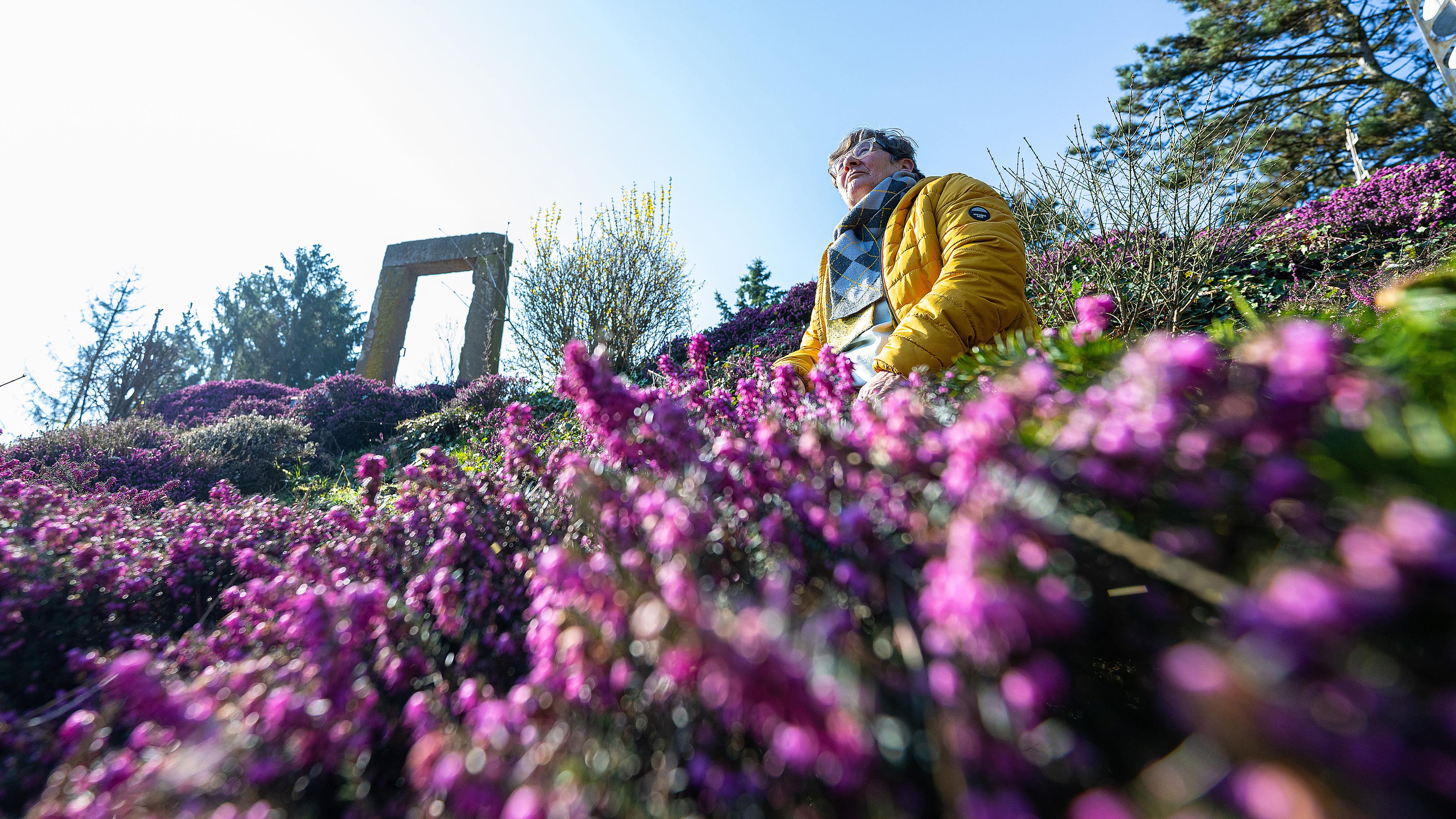 Ulla Haverkamp genießt die Sonne zwischen blühender Heide im Kunstgarten Lauheide, aufgenommen am 08.03.2024