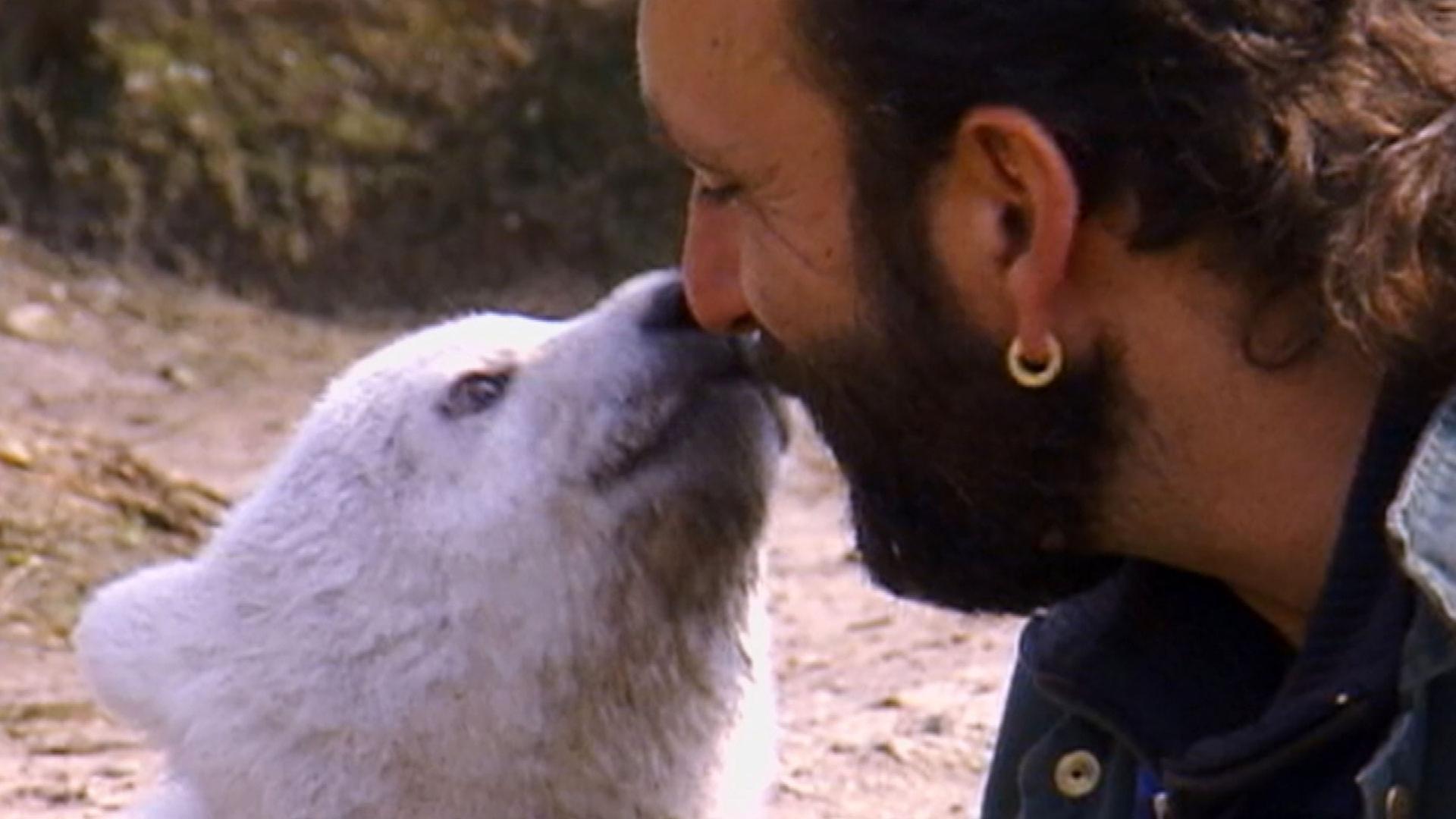 Knut der Eisbär mit seinem Pfleger am Kuscheln.