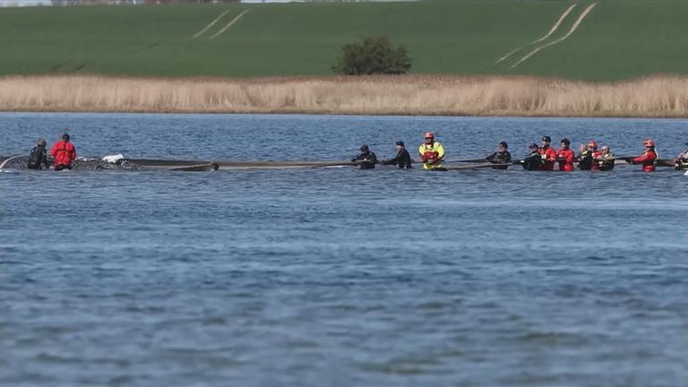Rettungsaktion für den Buckelwal