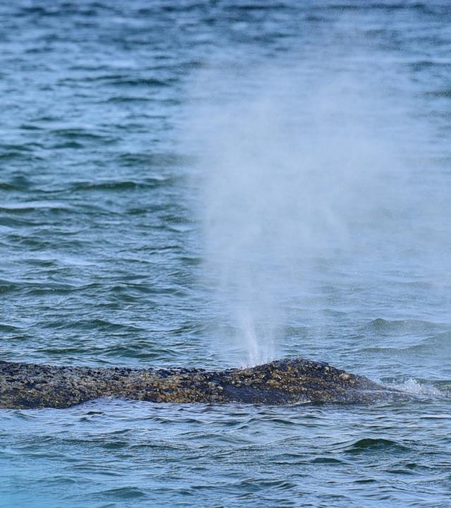 Ein Buckelwal nahe des Timmendorfer Strands in Schleswig Holstein