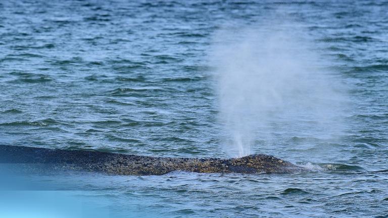 Ein Buckelwal nahe des Timmendorfer Strands in Schleswig Holstein