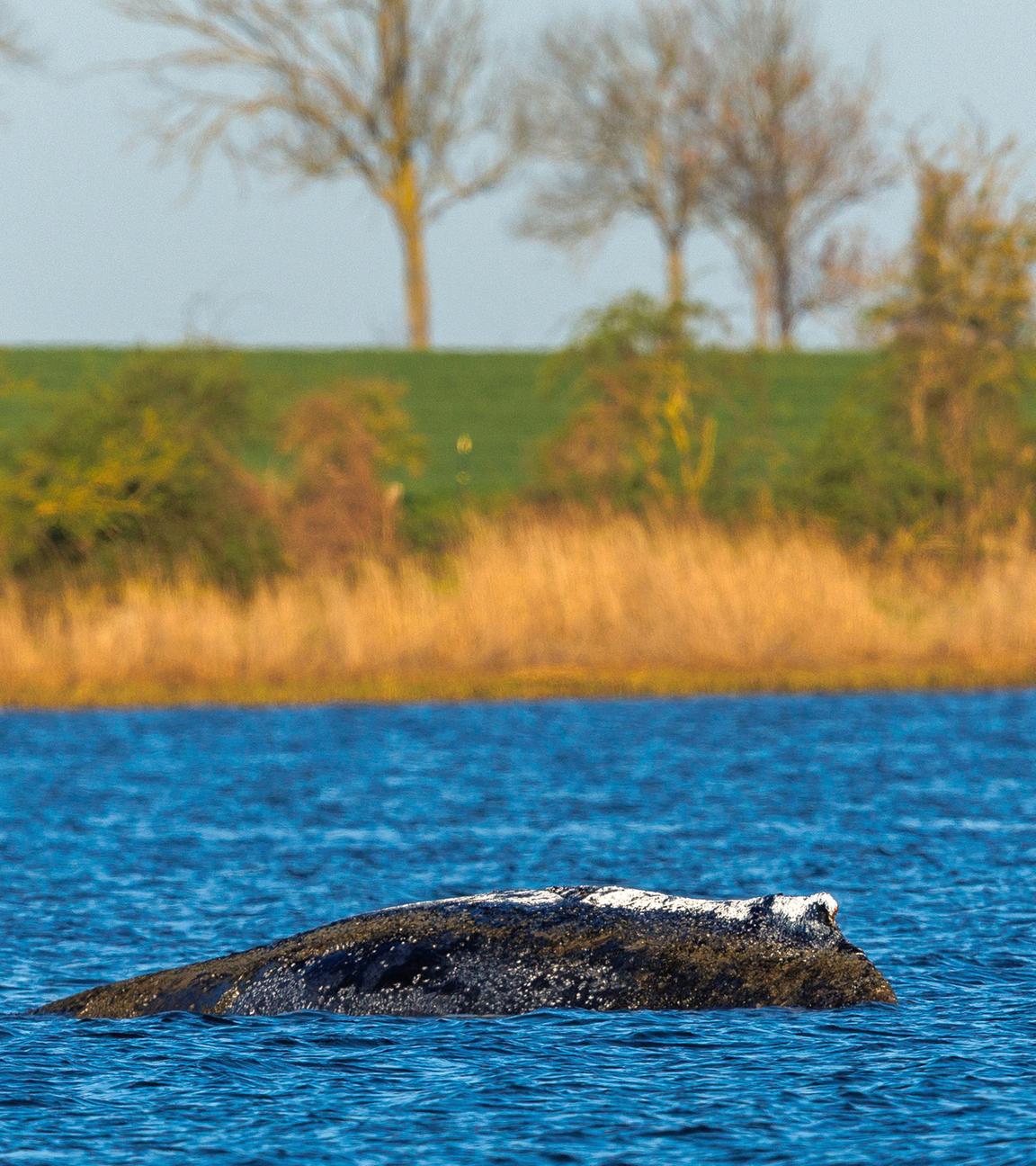 Der Buckelwal liegt vor der Insel Poel an der gleichen Stelle wie am Vorabend, aufgenommen am 20.04.2026