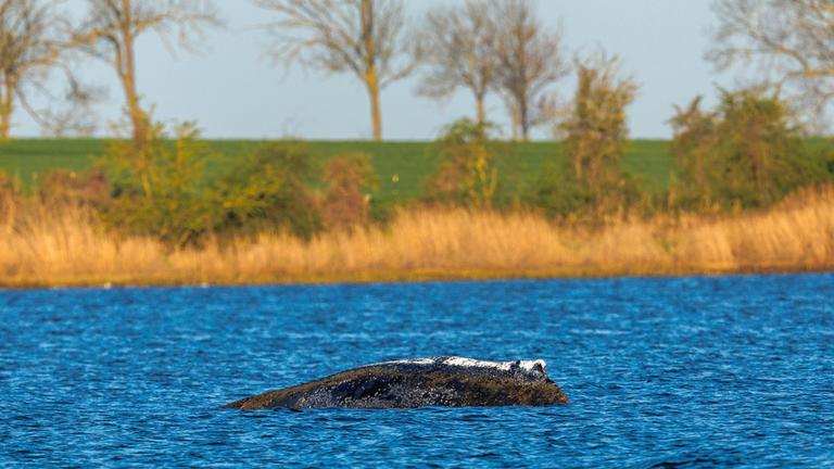 Der Buckelwal liegt vor der Insel Poel an der gleichen Stelle wie am Vorabend, aufgenommen am 20.04.2026