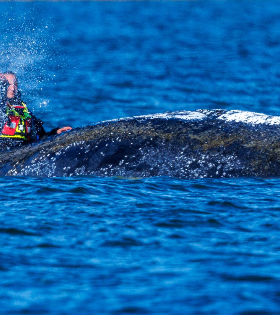 Helfer bespritzen den Buckelwal vor der Insel Poel mit Wasser, aufgenommen am 21.04.2026