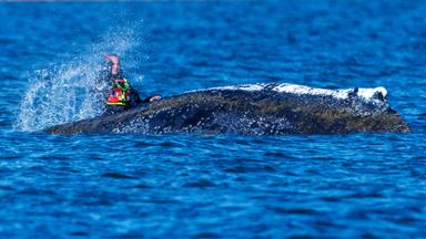 Buckelwal liegt wieder fest: Wie geht es mit Timmy weiter?