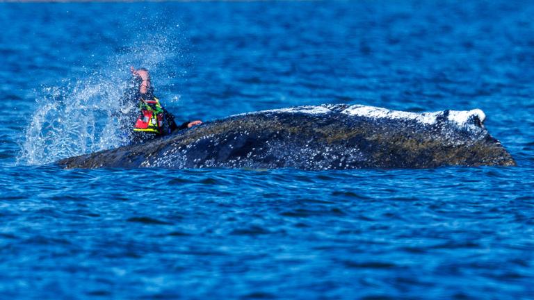 Helfer bespritzen den Buckelwal vor der Insel Poel mit Wasser, aufgenommen am 21.04.2026