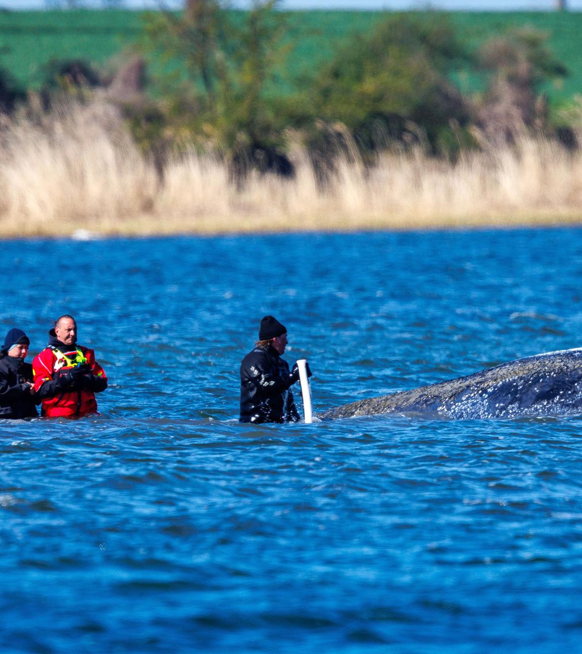 Helfer sind direkt am Buckelwal vor der Insel Poel im Einsatz und versuchen mit Saug- und Spülgerät den Wal zu entlasten, aufgenommen am 21.04.2026