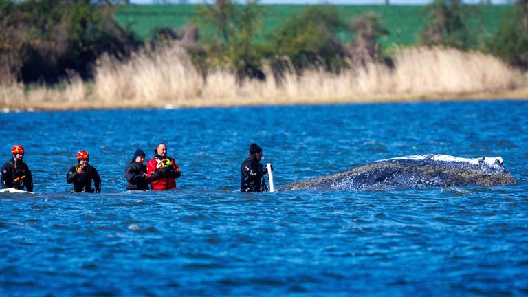 Helfer sind direkt am Buckelwal vor der Insel Poel im Einsatz und versuchen mit Saug- und Spülgerät den Wal zu entlasten, aufgenommen am 21.04.2026