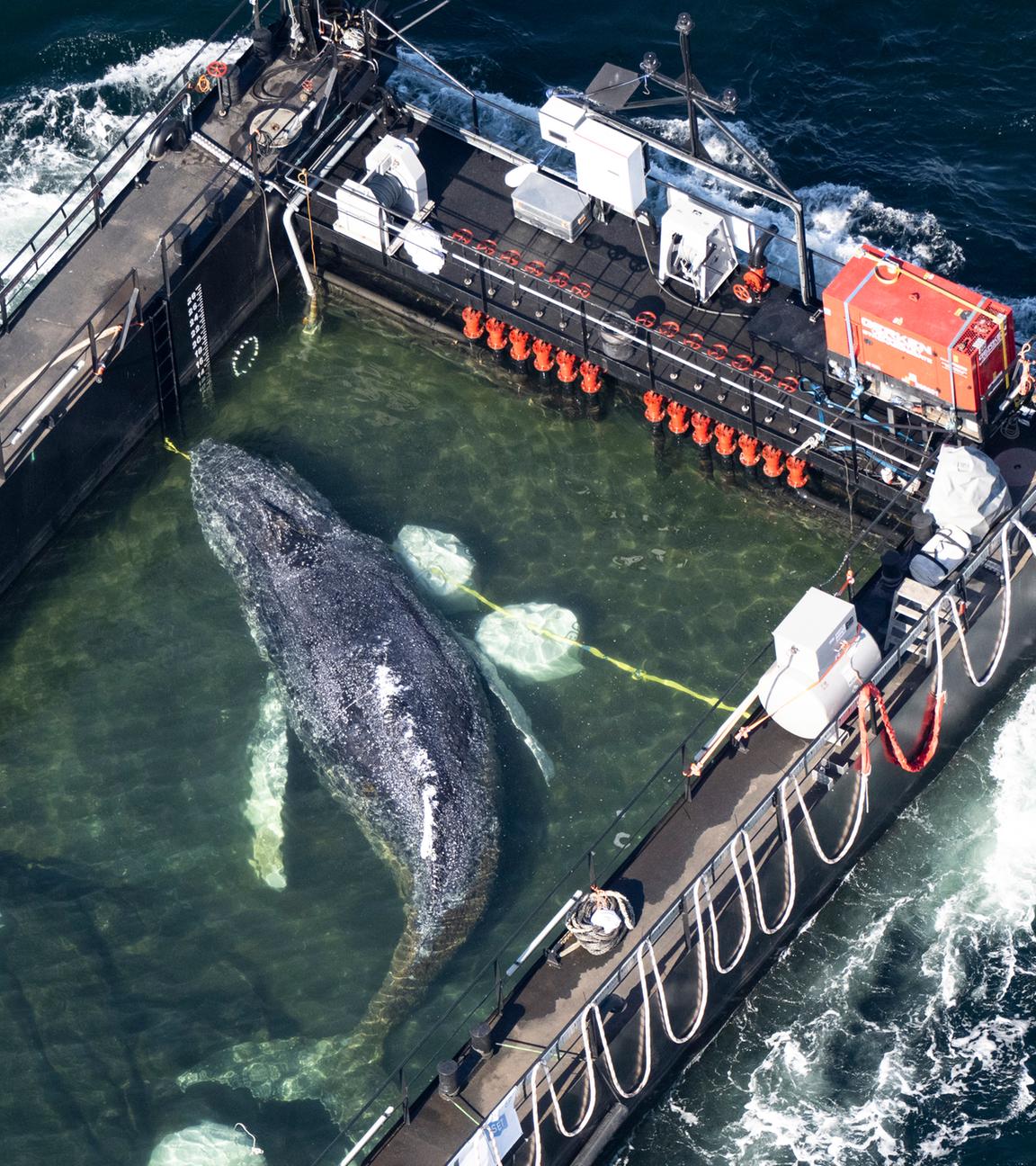 Der Wal liegt am Mittwochmorgen (29.04.2026) in einem gefluteten Lastschiff kurz vor der dänischen Grenze (Aufnahme aus einem Flugzeug)