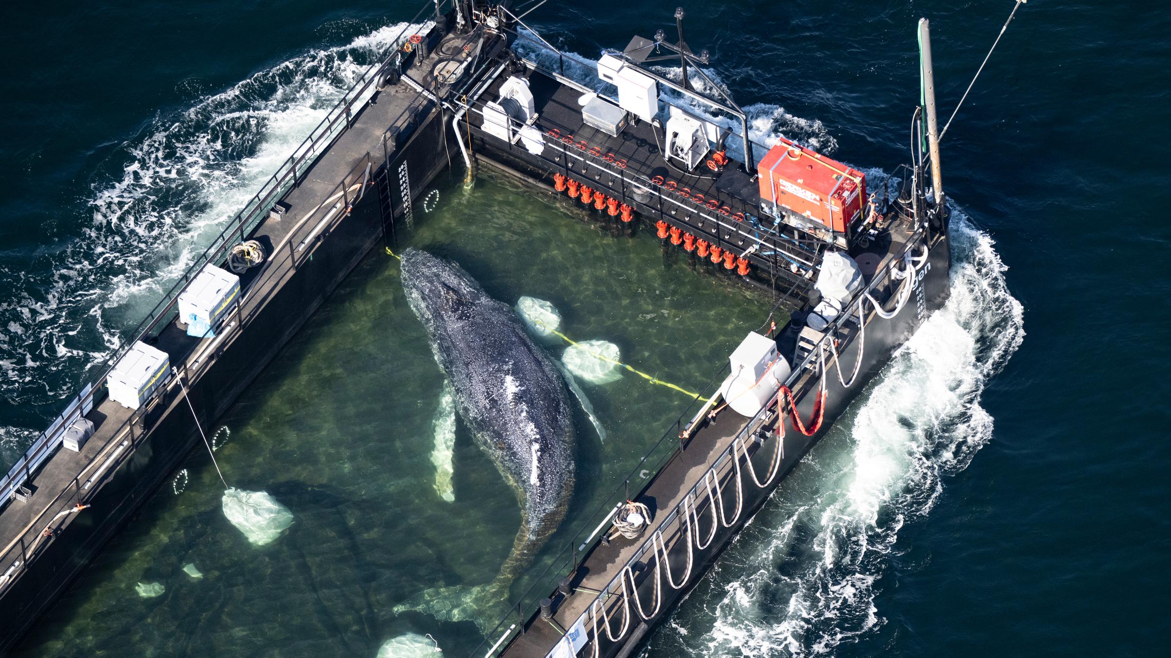 Der Wal liegt am Mittwochmorgen (29.04.2026) in einem gefluteten Lastschiff kurz vor der dänischen Grenze (Aufnahme aus einem Flugzeug)