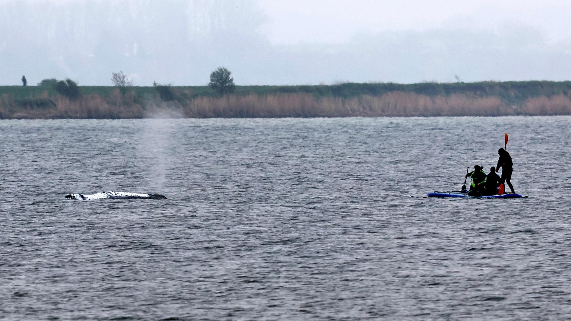 Helfer nähern sich am Morgen dem gestrandeten Wal vor der Ostseeinsel Poel am 19.04.2026.