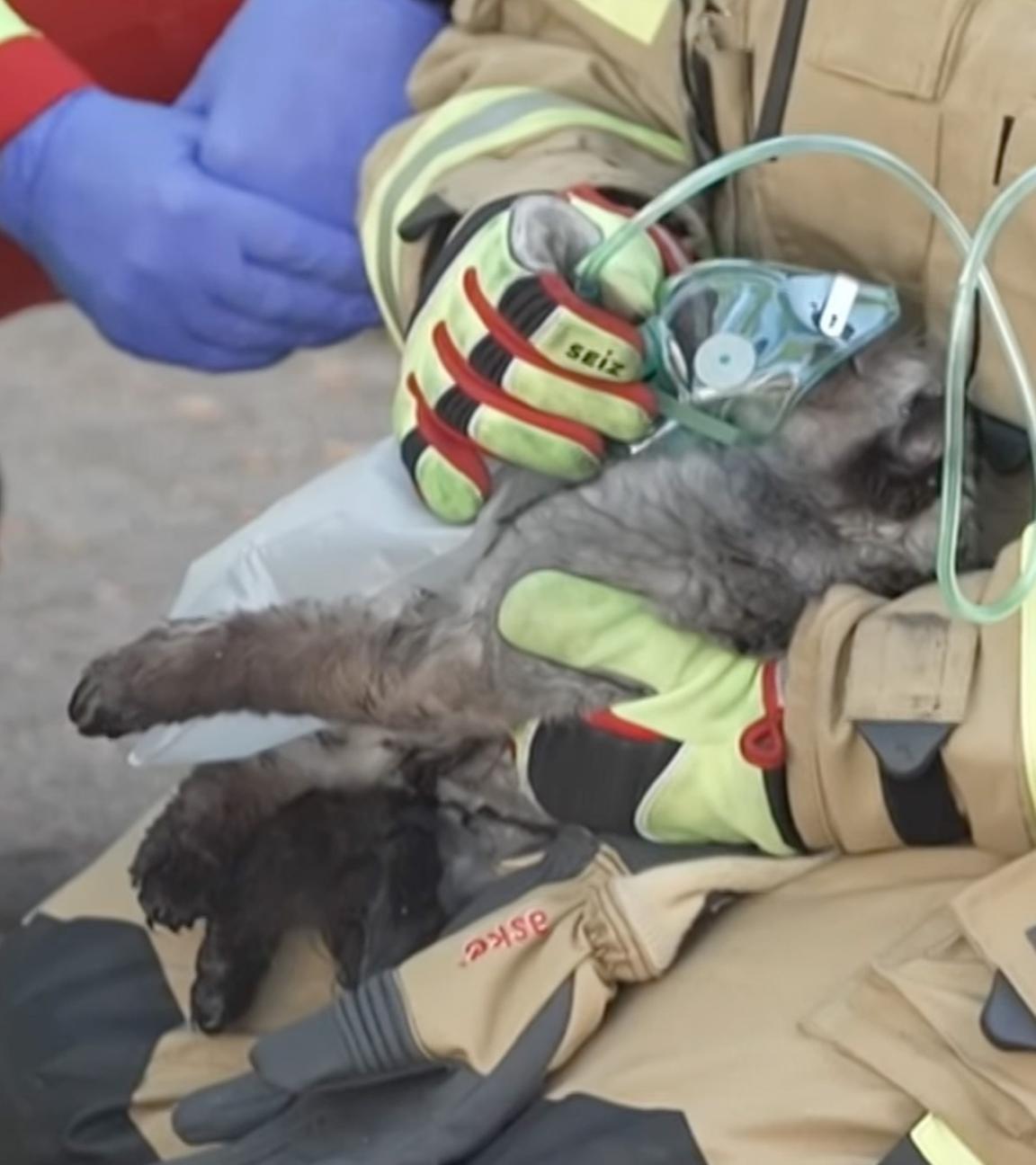 Eine Katze wird nach der Rettung aus einem brennenden Haus mit Sauerstoff beatmet. 